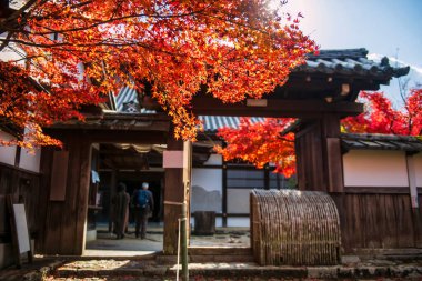 Manshuin Monzeki Tapınağı girişi kırmızı akçaağaç yapraklarıyla sonbaharda, Kyoto, Japonya 'da güneş ışığına dokunur. Sonbahar sezonunda Kansai 'yi gezmek için ünlü bir tatil beldesi..