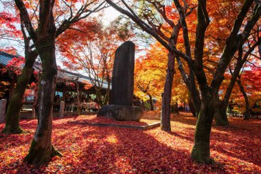 Renkli akçaağaçlı taş yazıt heykeli Japonya 'nın başkenti Kyoto' da Aralık ayında en yoğun sonbaharda koridor patikasının yanındaki Tofuku-ji bahçesinde ışığa dokunur. Turist gezisi için Kansai 'ye gidiyoruz..
