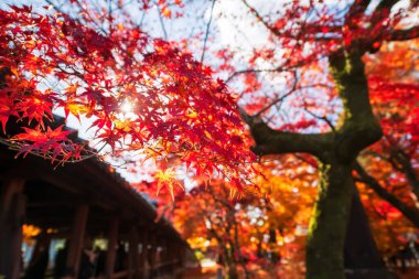 Sonbahar bahçesinde kırmızı akçaağaç Tofuku-ji templ, Kyoto, Japonya 'daki Tsutenkyo köprüsünden güneş ışığına dokunur. Aralık ayında Kansai 'yi turist gezisi için ünlü bir tatil beldesi..