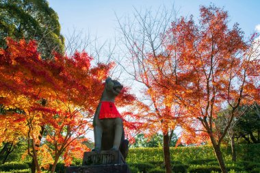 Kyoto, Japonya 'daki Fushimi Inari Taisha türbesi bahçesinde güzel sonbahar akçaağaç yapraklarına karşı taş tilki heykeli güneş ışığına dokunuyor. Turist gezisi için Kansai 'yi görmek için seyahat yeri Aralık ayında en yoğun sonbahar mevsimi..