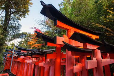 Japonya 'nın Kyoto kentindeki Fushimi Inari Taisha türbesindeki sonbahar akçaağaç yaprağı renklerinden Torii kapılarının en üst görüntüsü. Torii Gates 'in turizm beldesi Aralık' ta zirvede alındı.