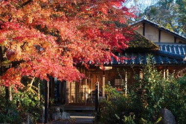 Japonya 'nın Kyoto kentindeki Uji şehrinde sonbaharda Japon restoranının bahçesinde güzel renkli kırmızı akçaağaç yaprakları bulunur. Aralık ayında Kansai 'de turistler için yemek ve içmek için tatil hayatı.