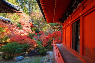 Bishamondo Tapınağı, sonbahar mevsiminde Japonya 'nın Kyoto kentinde renkli akçaağaç yaprağı bahçesi olan bir balkonda yürüyor. Aralık ayında Kansai 'de turistler için ünlü bir tatil beldesi..