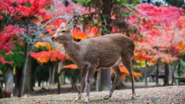 Japonya 'daki Nara Parkı' nda Japon geyiğinin portresi. Akçaağaç yapraklarının güzel sonbahar yeşillikleri. Kansai 'de turistler için ünlü bir tatil beldesi Aralık ayında geyiklerin düşüşünü görmek için..