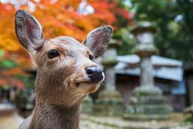 Japonya, Nara 'daki Kasuga Taisha Tapınağı' nda geyik yüzünün renkli sonbahar yapraklarıyla yakın plan portresi. Aralık 'ın en yüksek mevsiminde geyik görmek için Kansai' de turne yapılan ünlü bir tatil beldesi..