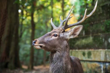 Japonya 'daki Nara Park' ta Kasuga Grand Shrine 'ın boynuzlu geyiği. Aralık ayında geyiklerin düşüşünü görmek için Kansai 'de turne yapılan ünlü bir yer..