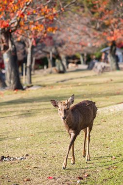 Japonya 'da, sonbaharda renkli akçaağaç yapraklarıyla Nara Parkı' nda küçük boynuzlu şirin bir geyik yürüyor. Aralık ayında geyiklerin düşüşünü görmek için Kansai 'de turne yapılan ünlü bir yer..