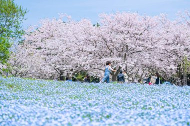 Uminonakamichi Parkı, Fukuoka, Kyushu, Japonya 'daki Uminonakamichi Sahil Parkı, baharda Nemophila ve sakura çiçekleri tarafından yokuş aşağı koşulan küçük çocuk. Ünlü bahar seyahatleri.