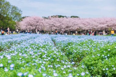 Bebek mavisi gözler çiçek, Japonya 'nın Fukuoka kentindeki Uminonakamichi Park' ındaki kiraz ağacında insanlarla Nemophila. Eğlence parkını ya da mevsimlik bahçeyi ziyaret etmek için ünlü bir seyahat yeri