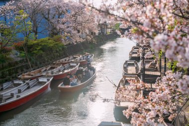 Yanagawa, Japonya - 4 Nisan 2024: Yanagawa Punting Kanko Kaihatsu 'da kiraz çiçeklerinin tadını çıkarın. Varış noktası nehir kıyısında dolaşmak ve gezmek.