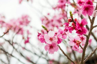 Sabah sisi olan ve Kinrin Gölü 'nde kiraz çiçeği sakura ağacıyla yağmur yağan yerel bir otel. Oita Bölgesi, Kyushu 'da Yufuin' in ünlü tatil beldesi..