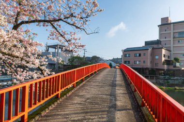 Shiota nehri kıyısındaki Ureshino onsen parkındaki kırmızı köprü. Pembe sakura çiçeği ya da ilkbaharda kiraz ağacı, Saga, Japonya. Baharda kaplıcaları olan ünlü spa merkezi..