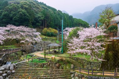 Okawachiyama köyü parkında, Imari, Saga, Japonya 'nın yoğun sisli sakura ağacı tünelinde pembe kiraz çiçeği. Baharda gizli çömlek fırınlarının köyü için ünlü bir seyahat merkezi..