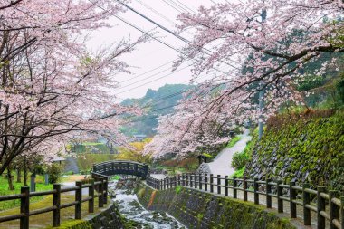 Japonya, Imari, Saga 'daki Okawachiyama köyüne uzanan çağlayan sular boyunca açan Sakura ağacının pembe kiraz tüneli. Bahar mevsiminde gizli çömlek fırınlarının köyü için ünlü seyahat yeri.