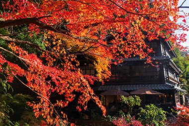Kırmızı ve turuncu akçaağaç, Japonya 'nın Osaka kentinde, aralık ayında Minoh Watefall parkındaki kafe ve restoranda ayrılıyor. Sonbahar mevsiminde Kansai 'yi gezmek için ünlü bir tatil beldesi..