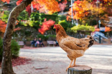 Japonya, Osaka 'daki Minoh şelale parkında sonbahar yapraklı tavuk tavuğu. Sonbahar mevsiminde Kansai 'yi gezmek için ünlü bir tatil beldesi..