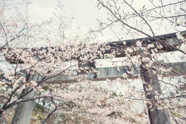 Homangu Kamado Dağı 'ndaki Torii Kapısı' nda kiraz çiçekli beyaz sakura ağacı tüneli. Homan, Dazaifu, Fukuoka, Japonya. Kimetsu no Yaiba için bir tapınak, İblis Avcısı..