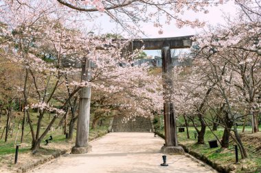 Homangu Kamado Dağı 'nın Torii Kapısı' nda Sakura çiçeğinin pembe kiraz ağacı tüneli. Homan, Dazaifu, Fukuoka, Japonya. Pembe sakura bahar bahçesinde çiçek açar..