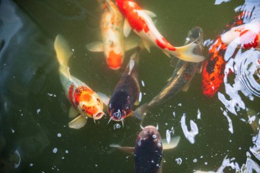 Sazan ya da koi balığı Japonya 'daki turistlerden yiyecek dilenir..