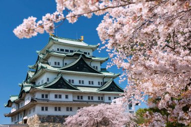 Nagoya Kalesi 'nde pembe sakura ya da kiraz ağacı çiçeği ve ilkbaharda mavi gökyüzü, Japonya. Ünlü seyahat simgesi ya da tatilci durağı Aichi, Chubu 'da baharda..