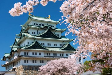 Pembe sakuralı Nagoya Kalesi ya da çiçek açan kiraz ağacı tüneli ve ilkbaharda mavi gökyüzü, Japonya. Ünlü seyahat simgesi ya da tatilci durağı Aichi, Chubu 'da baharda..