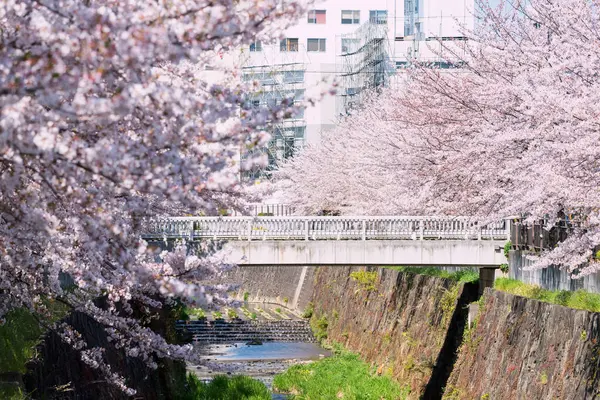 Bahar zamanı Japonya 'nın Nagoya kentinde, Yamazaki Nehri ve köprü boyunca pembe kiraz ağacı tüneli ya da sakura çiçeği açar. İlkbaharda Hanami 'ye seyahat yeri ya da tatilci .