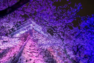 Sakura ağaç tüneli ve Fukuoka Kalesi Japonya 'daki Maizuru Parkı, Fukuoka, Kyushu' daki illüzyonları aydınlatıyor. Bahar mevsiminde gece vakti Aydınlatma Bahçesi için ünlü bir seyahat yeri.