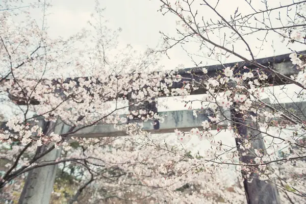 Homangu Kamado Dağı 'ndaki Torii Kapısı' nda kiraz çiçekli beyaz sakura ağacı tüneli. Homan, Dazaifu, Fukuoka, Japonya. Kimetsu no Yaiba için bir tapınak, İblis Avcısı..