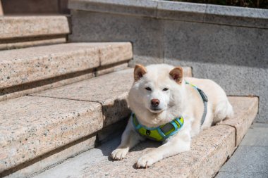 Şirin Hokkaido köpek portresi Şangay, Çin 'de merdivenlerde oturuyor. Evin önünde sevimli bir güneş banyosu..
