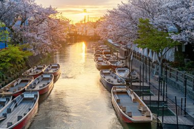 Suigo nehri kıyısındaki Suigo nehri kıyısındaki tekne ve kiraz ağacı tüneli günbatımında Kanko Kaihatsu, Fukuoka, Japonya. Şehir nehrini gezmek ve gezmek için ünlü bir seyahat yeri..