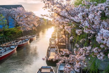 Suigo nehri kıyısındaki Sakura kiraz çiçeği tüneli ve Yanagawa 'daki turist ahşap botları güneş batımında Kanko Kaihatsu, Fukuoka, Kyushu, Japonya. Nehir kıyısındaki gezintiye ve gezintiye çıkan ünlü seyahat noktası.