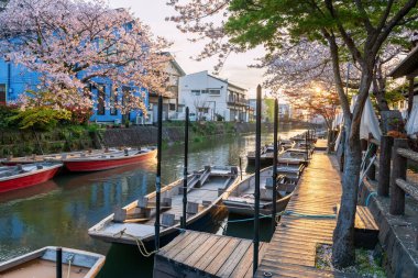 Günbatımında Yanagawa Punting Kanko Kaihatsu, Fukuoka, Kyushu, Japonya 'da turist tekneleri ve kiraz ağacı tüneli boyunca uzanır. Şehir nehri kıyısındaki gezintiye ve gezintiye.