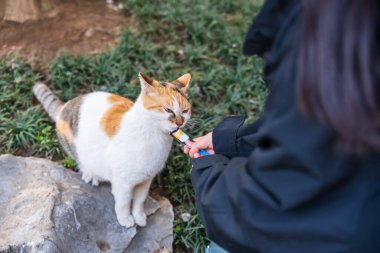 Turist kadın Çin, Şangay 'daki Longhua tapınağındaki sevimli kediye yemek veriyor. Song Hanedanlığı 'nın mimari tasarımı Maitreya Buddha' ya adanmıştır..