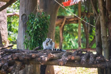 Halka kuyruklu lemur catta, Tayland 'daki Korat veya Nakhon Ratchasima hayvanat bahçesinde muz yer..