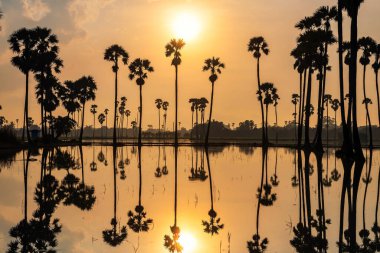 Siluet şeker palmiyesi çiftliği ve gündoğumunda çiftçi kulübesi bataklıkta, Sam Khok Bölgesi, Pathum Thani, Tayland. Tropikal bir ülkede seyahat hedefi, Siyam.