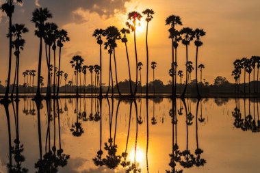 Siluet şeker palmiyesi çiftliği, gün doğumunda gökyüzünde bataklıkta gökyüzü yansıması olan Sam Khok Bölgesi, Pathum Thani, Tayland. Tropikal bir ülkede seyahat hedefi, Siyam.