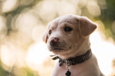Labrador Retriever 'ın portresi yağmur damlası ve günbatımı yaprakları ile metin için fotokopi alanı ile bokeh. Sevimli hayvan rahatla ve bahçede temiz hava al..