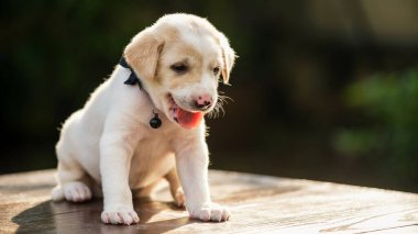 Gün batımı ışığı ve metin için fotokopi alanı olan sevimli, gülümseyen köpek kremalı köpek portresi. Evcil hayvan ev bahçesinde..
