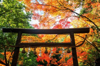 Japonya 'daki Arashiyama, Nonomiya Tapınağı' nda güneş ışığına karşı renkli sonbahar yapraklı Torii kapısı. Sonbahar mevsiminde batı mahallelerinde ünlü seyahat yerleri.