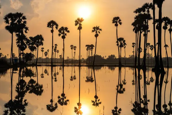 Siluet şeker palmiyesi çiftliği ve gündoğumunda çiftçi kulübesi bataklıkta, Sam Khok Bölgesi, Pathum Thani, Tayland. Tropikal bir ülkede seyahat hedefi, Siyam.