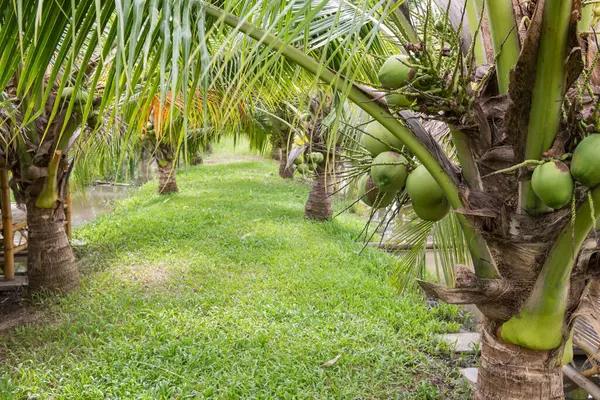Çiftlikte yemek ve dinlenmek için ahşap kabini olan cüce hindistan cevizi ağaçları, Suphan Buri, Tayland... tropikal ülkede tarım endüstrisi