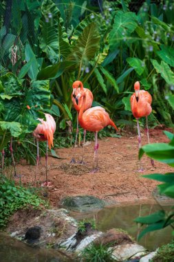 Nakhon Ratchasima ya da Korat Hayvanat Bahçesi, Tayland 'daki küçük gölet ve yeşil bitkilerin yanındaki pembe Afrika flamingo kuş grubu..