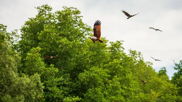 Brahminy uçurtması ya da kızıl sırtlı deniz kartalı Chanthaburi, Tayland 'daki mangrov ormanlarında uçar..