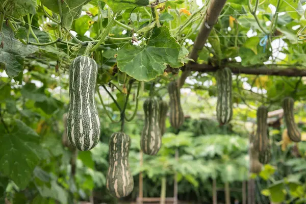Organik kabak Luffa bitkisi hasat zamanı tarım endüstrisinin serasında asılı duruyor..