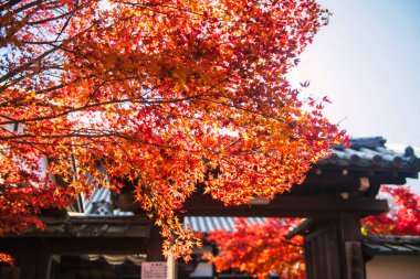 Japonya, Kyoto 'da sonbaharda Manshuin Monzeki Tapınağı giriş kapısında güneş ışığına karşı yakın kırmızı akçaağaç yaprağı. Sonbahar sezonunda Kansai 'yi gezmek için ünlü bir tatil beldesi..
