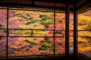 Renkli sonbahar yapraklı bahçe manzarası Rurikoin Tapınağı, Kyoto, Japonya 'nın ahşap masasında yansıyor. Sonbahar sezonunda Kansai 'yi gezmek için ünlü bir tatil beldesi..