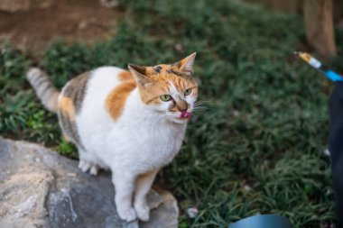 Şirin başıboş kedi Çin halkına Longhua Tapınağı, Şangay, Çin 'de yemek vermeleri için yalvarıyor. Song Hanedanlığı 'nın mimari tasarımı Maitreya Buddha' ya adanmıştır..