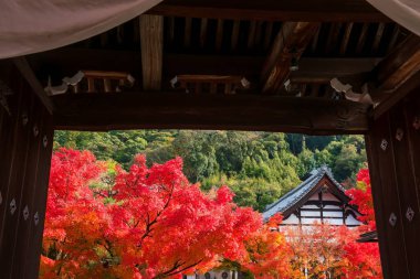 Japonya, Kyoto 'da sonbaharda Eikando veya Eikan-do Zenrinji türbesi giriş kapısından güzel renkli akçaağaç yaprakları ve tapınak manzarası. Sonbahar mevsiminde Kansai 'yi gezmek için seyahat yeri.