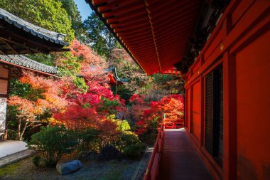 Bishamondo Tapınağı, Japonya 'nın Kyoto kentinde sonbahar bahçesinde renkli akçaağaç yaprağıyla yürüyüş parkurunda. Aralık ayında Kansai 'de turistler için ünlü bir tatil beldesi..