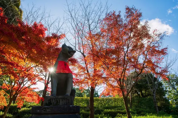 Kyoto, Japonya 'daki Fushimi Inari Taisha türbesine renkli sonbahar akçaağaç ağacından yapılmış Taş Kitsune tilki heykeli güneş ışığı saçar. Aralık ayında Kansai 'yi gezmek için turistik bir yer..